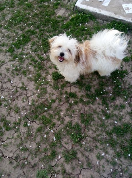  - diverse flori 2018