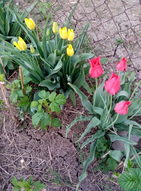  - diverse flori 2018