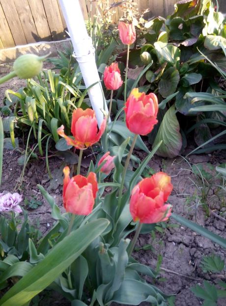  - diverse flori 2018