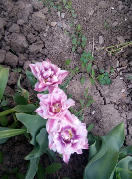  - diverse flori 2018