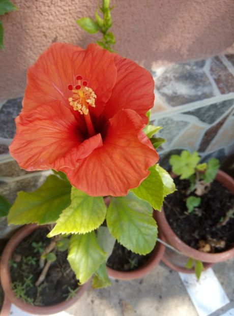  - diverse flori 2018