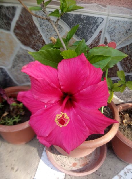  - diverse flori 2018