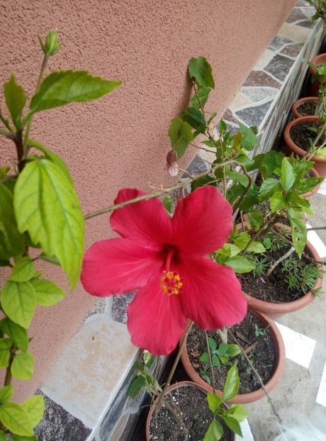  - diverse flori 2018