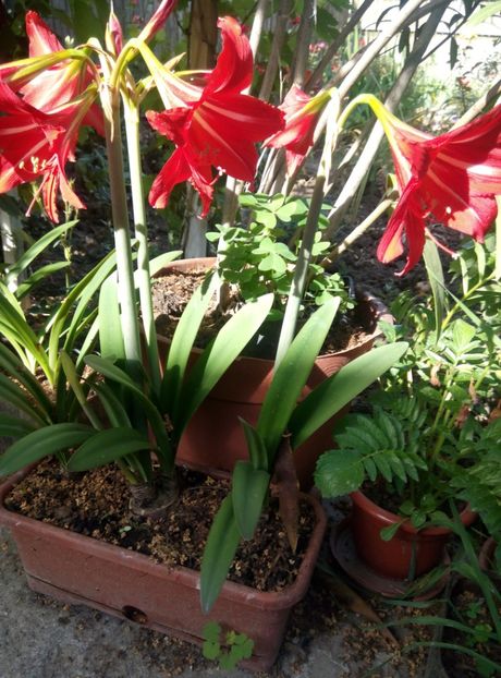  - diverse flori 2018