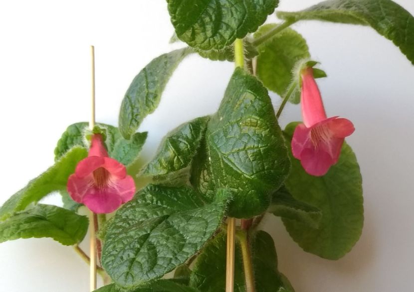 18.05.2018 - EW Spring Melody 2017 - 2018