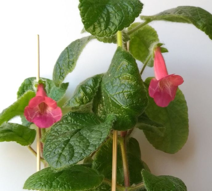 Sinningia EW Spring Melody - EW Spring Melody 2017 - 2018