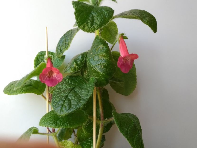 P_20180518_152414 - EW Spring Melody 2017 - 2018