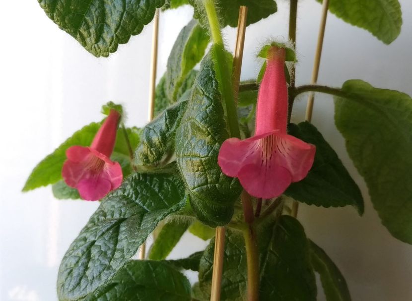 P_20180518_152422 - EW Spring Melody 2017 - 2018