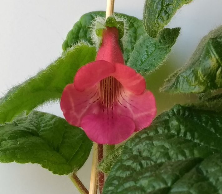 P_20180518_152428 - EW Spring Melody 2017 - 2018