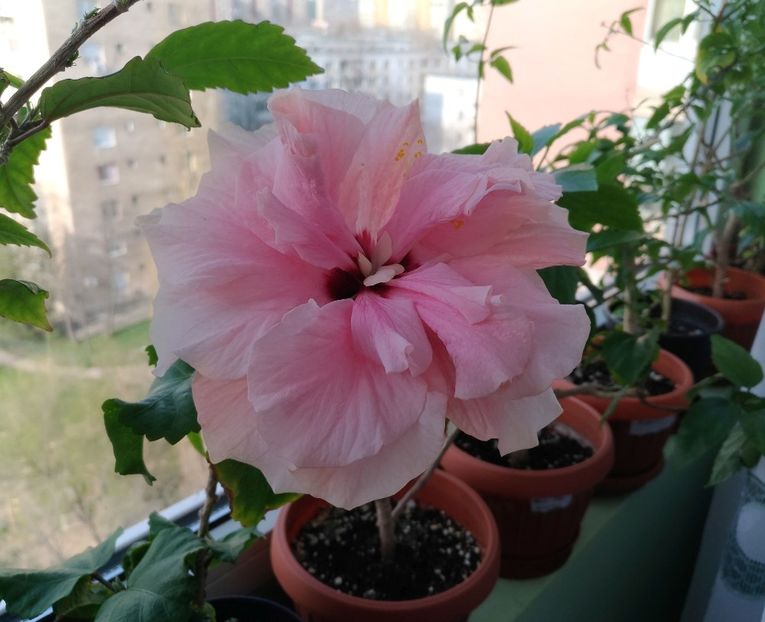 P_20180407_172040_vHDR_Auto - Clasic dublu - roz pal