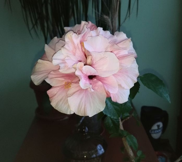 poza cu blitz - Clasic dublu - roz pal