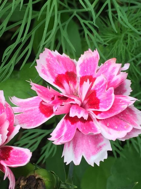  - Florile mamei 2018