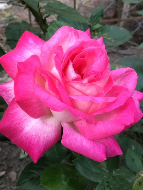  - Florile mamei 2018