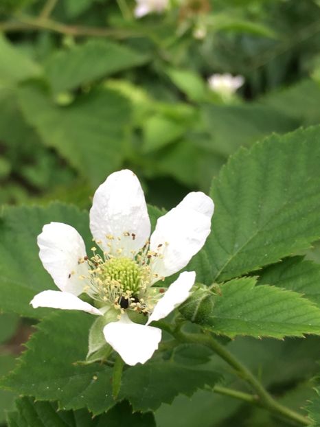  - Florile mamei 2018