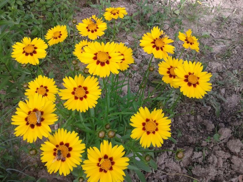 Coreopsis  cu centrul maro - w Produse livrate