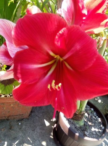  - diverse flori 2018