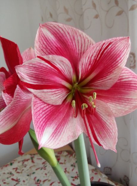  - diverse flori 2018