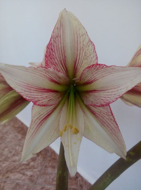  - diverse flori 2018