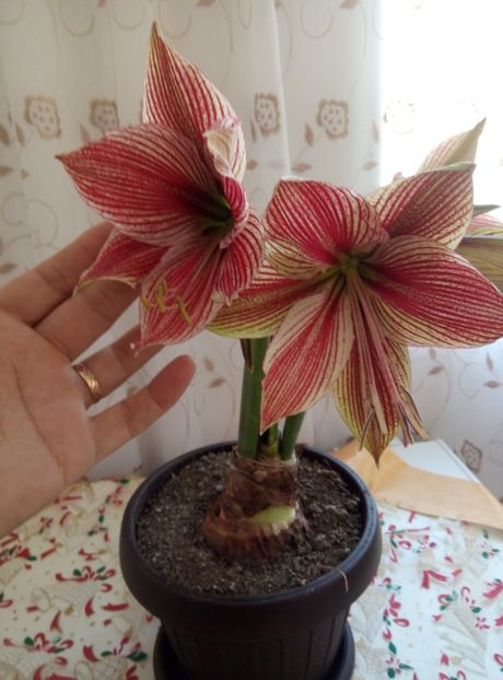  - diverse flori 2018