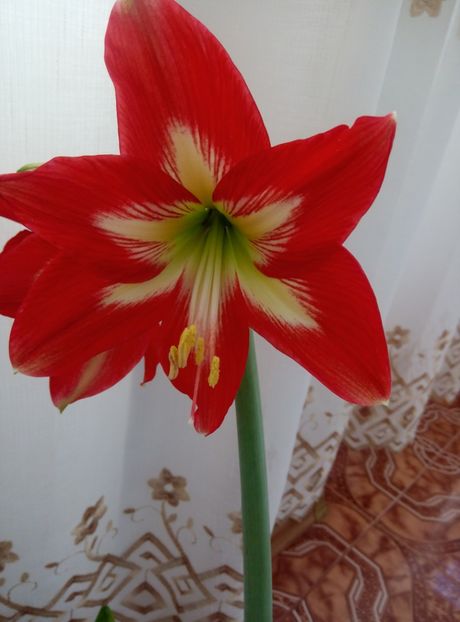  - diverse flori 2018