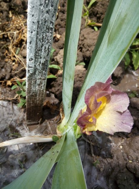  - diverse flori 2018