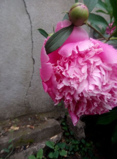  - diverse flori 2018