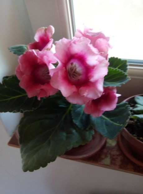  - diverse flori 2018