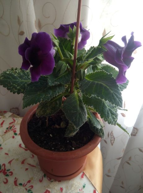  - diverse flori 2018