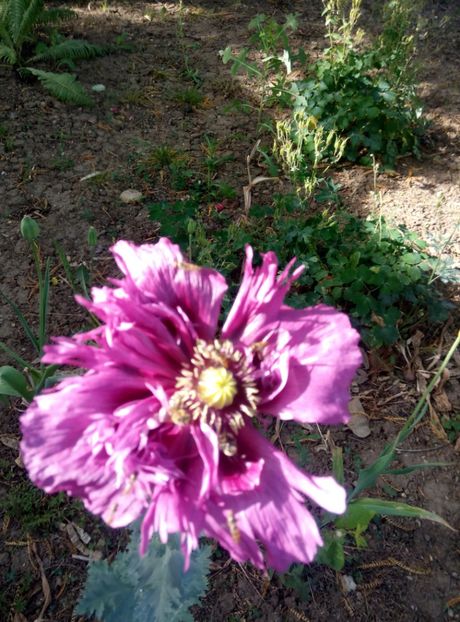  - diverse flori 2018