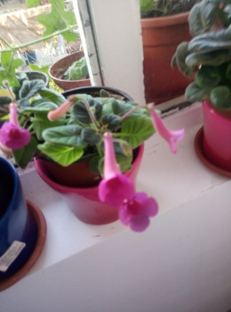  - diverse flori 2018