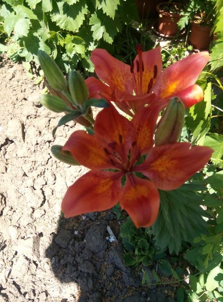  - diverse flori 2018