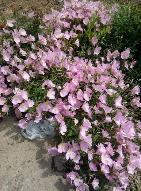  - diverse flori 2018