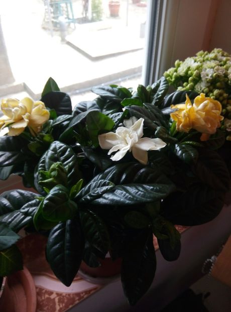  - diverse flori 2018