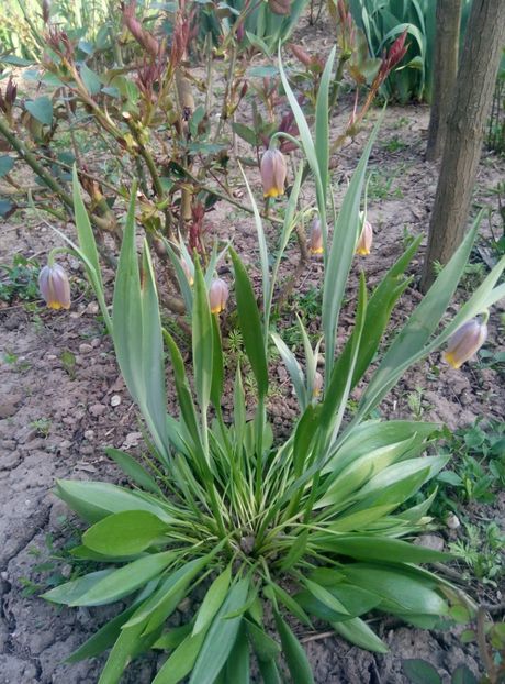  - diverse flori 2018