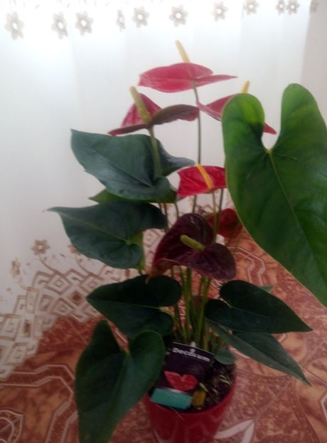  - diverse flori 2018