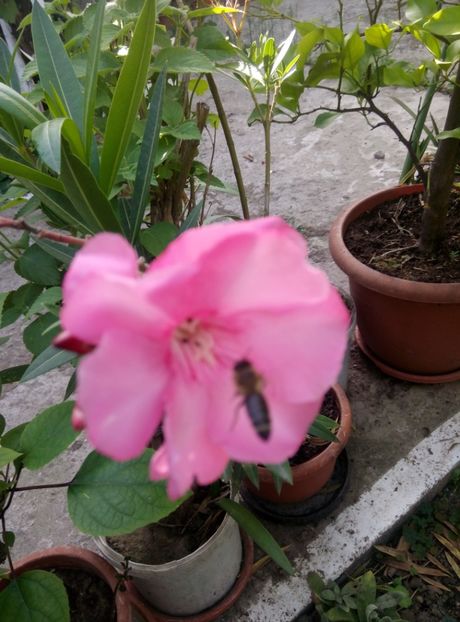  - diverse flori 2018