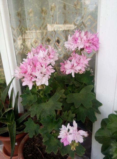  - diverse flori 2018