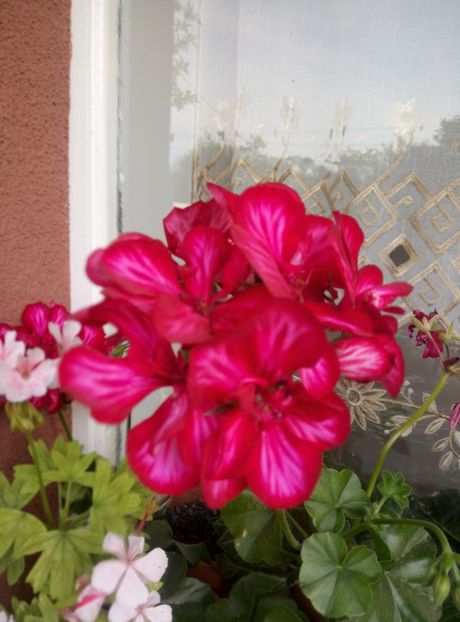  - diverse flori 2018