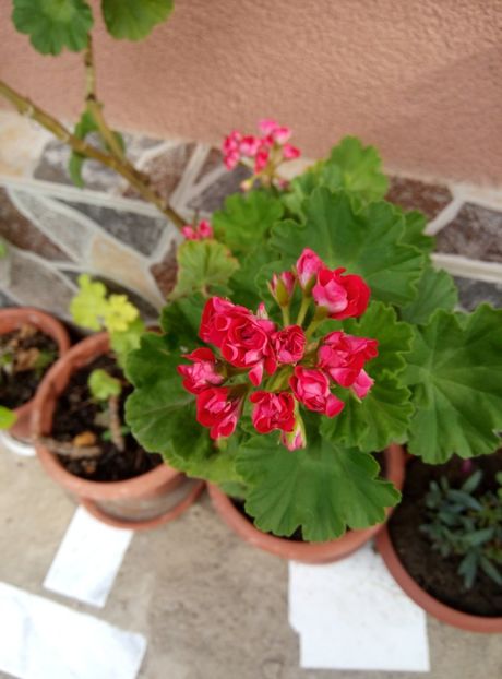  - diverse flori 2018