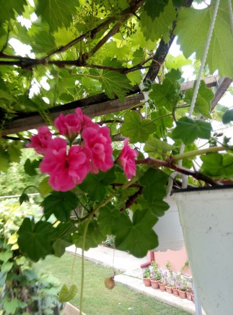  - diverse flori 2018