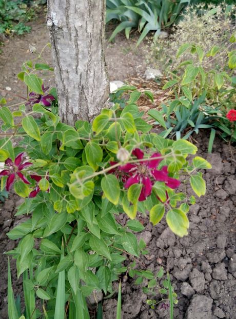  - diverse flori 2018