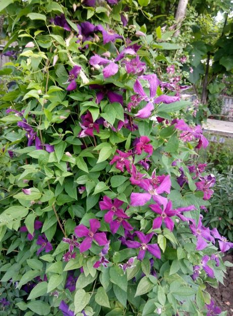  - diverse flori 2018