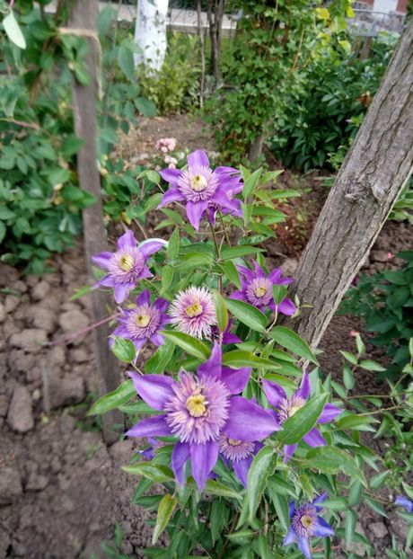  - diverse flori 2018