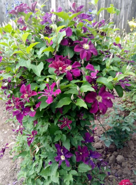  - diverse flori 2018