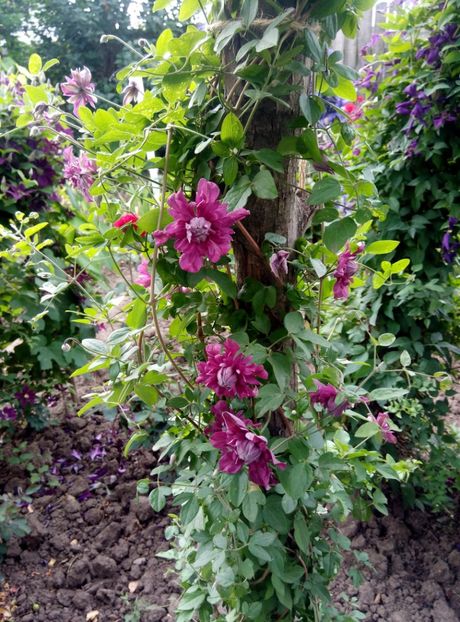  - diverse flori 2018