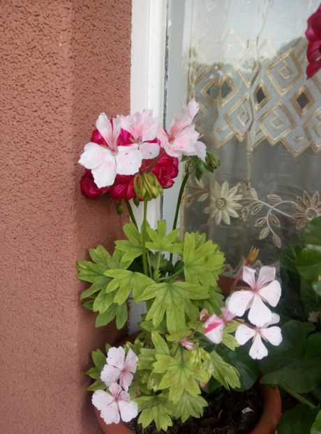  - diverse flori 2018