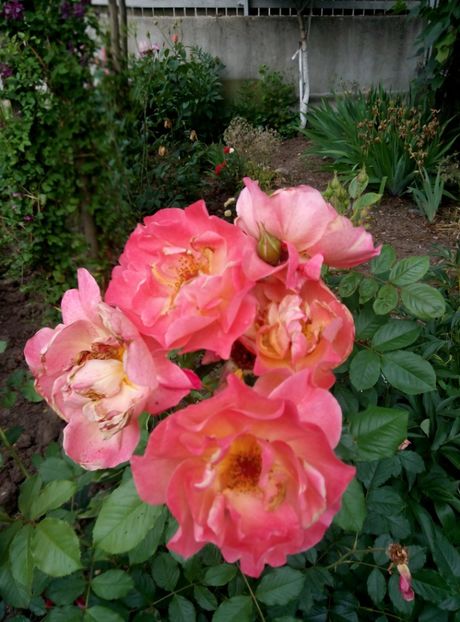  - diverse flori 2018