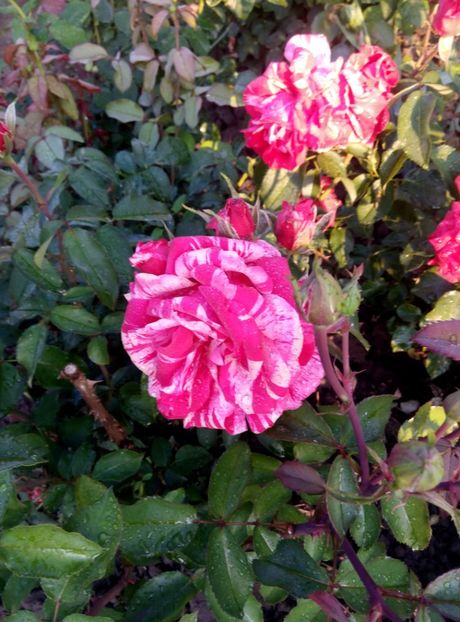  - diverse flori 2018