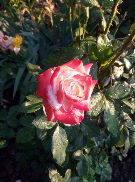  - diverse flori 2018