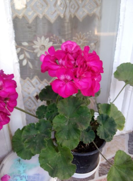  - diverse flori 2018